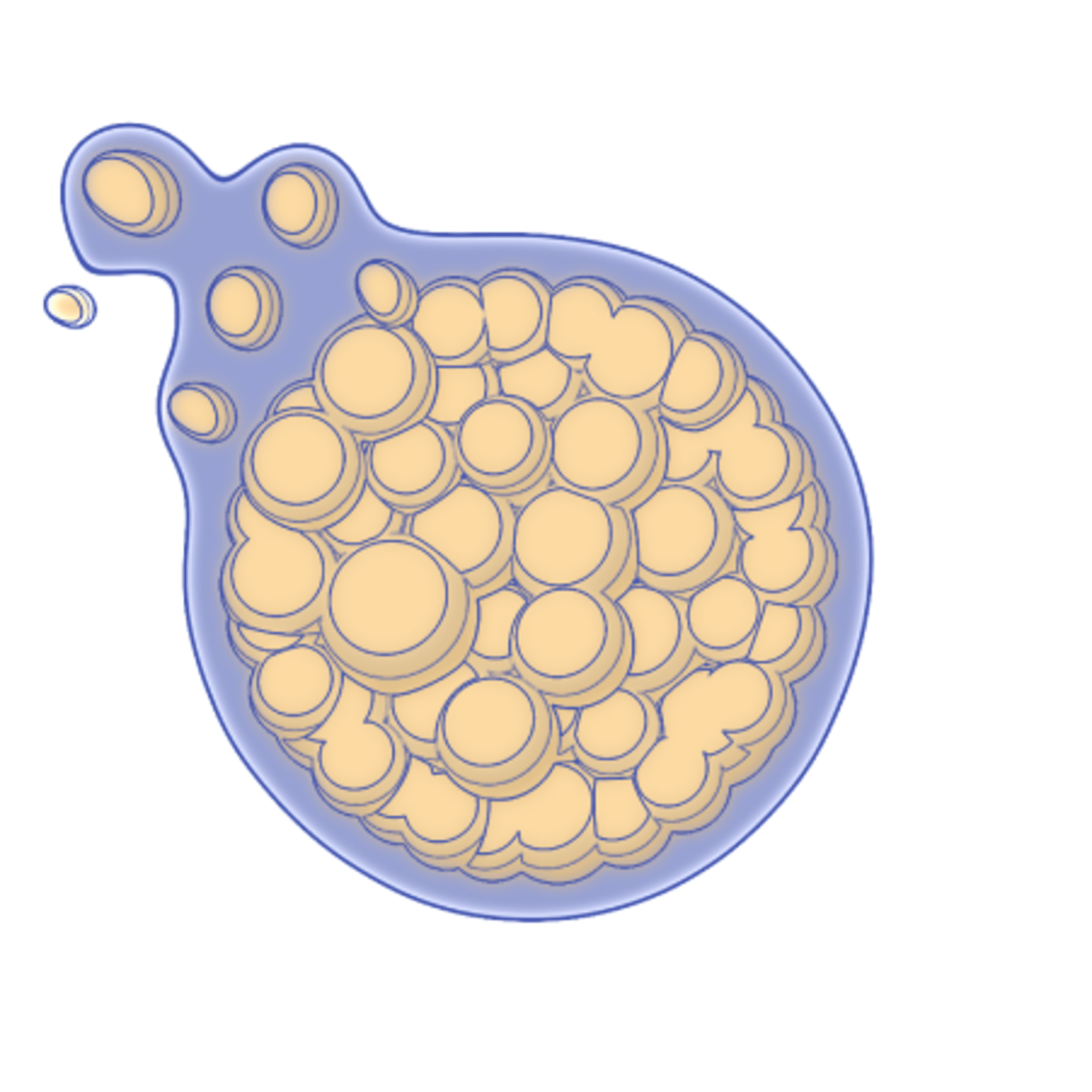 what-is-coccidioides-anivive-lifesciences